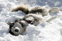 Huskies Erleben